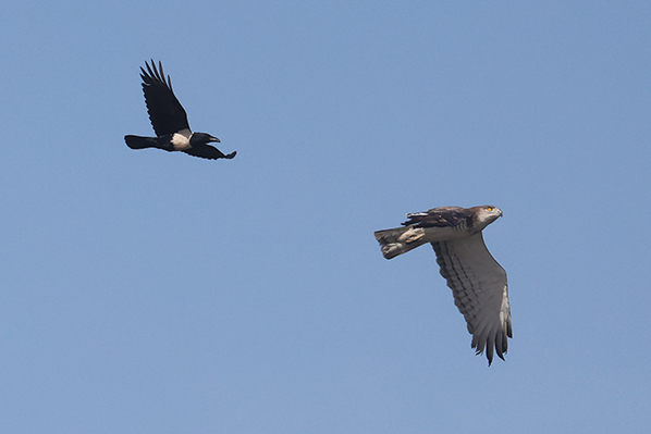 Beaudoins Snake Eagle